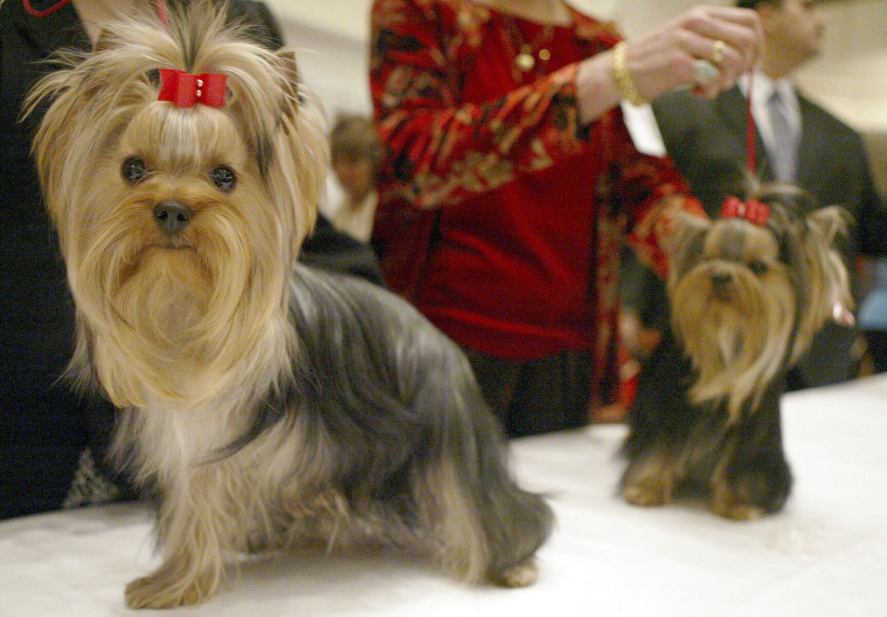 13. Yorkshire terrier